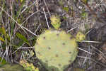 Common pricklypear